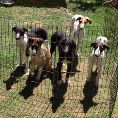 Borzoi Puppies from Symar Borzoi