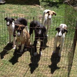 Borzoi Puppies from Symar Borzoi