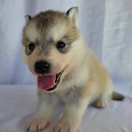 Lily - Gray and white female Siberian Husky puppy in Los Angeles, California from Limitless Huskies