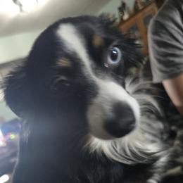 Oreo - Miniature Australian Shepherd