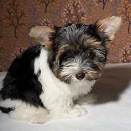Remi  2475 AKC - Black tan and white male Biewer Terrier puppy in Douglas, Georgia from Heartland small breeds