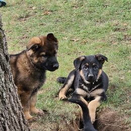 German Shepherd Puppies from Fern Hill Kennel