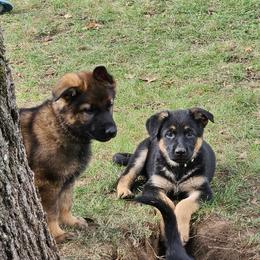 German Shepherd Puppies from Fern Hill Kennel