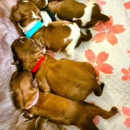 Sterling - Chocolate male Shih Tzu puppy in Port Orchard, Washington from Buttons N Bows