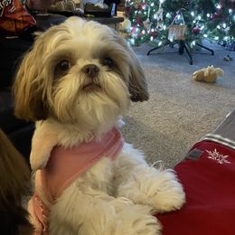 Shih Tzu Puppies from Shih Tzus of Springboro