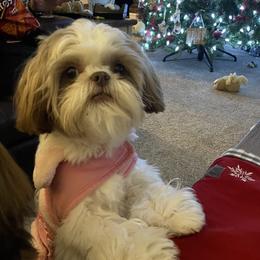 Shih Tzu Puppies from Shih Tzus of Springboro