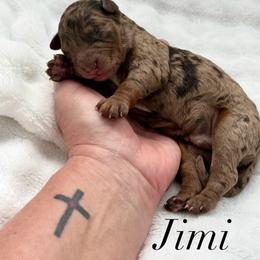Jimi - Merle male Goldendoodle puppy in Arizona from Coats of Many Colors LLC