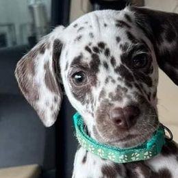 Dalmatians from Wagner's Dalmatian's
