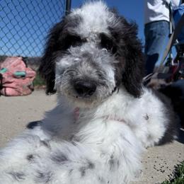 Opel - Black and white female Aussiedoodle puppy in Buffalo, Illinois from Pear Tree Pups