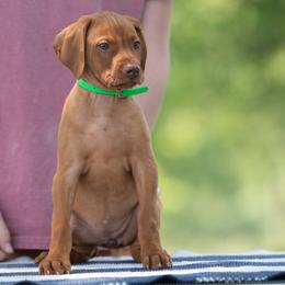 Kiri - Golden rust female Vizsla puppy in Greensburg, Kentucky from Nosam Kennels- Hungarian Vizslas, and German Shorthairs Located in Kentucky