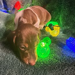 Boy 1 - Chocolate and tan male Dachshund puppy in Paisley, Florida from Pantheon Dachshunds