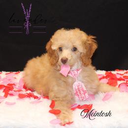 Mcintosh - Red  male Poodle puppy in Mancelona, Michigan from Lavender poodles & doodles