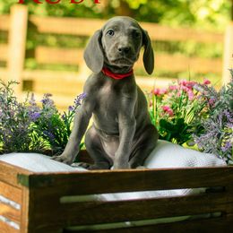 Ruby - Blue female Weimaraner puppy in Talking Rock, Georgia from North Georgia Weims