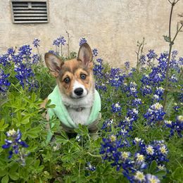 Pembroke Welsh Corgi Puppies from Loves Classic Corgis