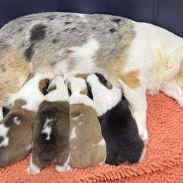 Val - American Corgi