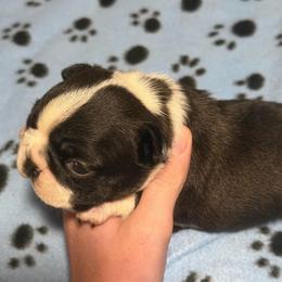 Bullseye - Seal and white male Boston Terrier puppy in Ringgold, Georgia from A-K Boston Terriers