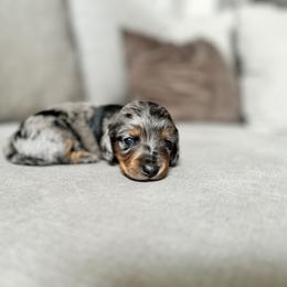 Dachshund Puppies from Doxie View Acres