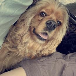 Cocker Spaniel puppies from MGs Cockers