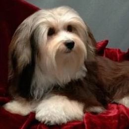 Jersey - Havanese
