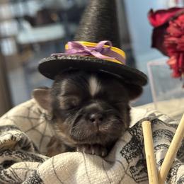 Shih Tzu Puppies from Best Friend Shih Tzu Co.