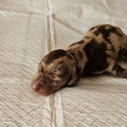 Dapple Male - Dapple male Dachshund puppy in Inman, South Carolina from Shadow Acres