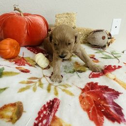 Goldendoodle Puppies from Cooper Goldendoodle