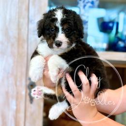 Buzz - Orange - Tri-color male Bernedoodle puppy in Rockwall, Texas from Glory Doodles