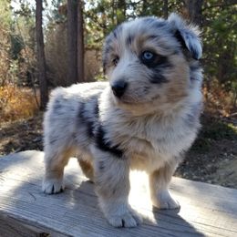 Australian Shepherd Puppies from Middle Fork Australian Shepherds