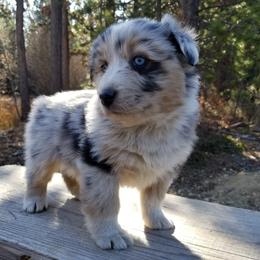 Australian Shepherd Puppies from Middle Fork Australian Shepherds