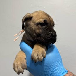 Female 2 - Fawn female Cane Corso puppy in Cashion, Oklahoma from APEXOK Cane Corsos LLC