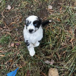 Octavia - Blue merle female Miniature Australian Shepherd puppy in Asheboro, North Carolina from Stellar Aussies