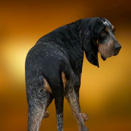 Bonnie - Bluetick Coonhound