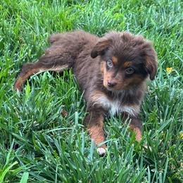 Girl 1 - Red tri female Miniature Australian Shepherd puppy in Amarillo, Texas from Duclops Ranch Aussies