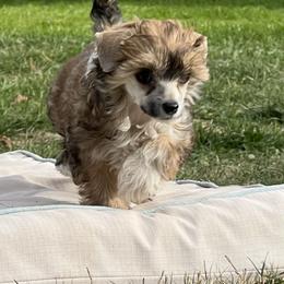 Coco - Sable female Chinese Crested puppy in Springfield, Oregon from Rose’s Chinese Cresteds