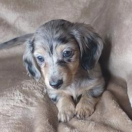IRMA - Dapple - Dapple female Dachshund puppy in Swink, Oklahoma from Palali Farm