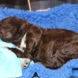 Lagotto Romagnolo Puppies from Royal and Loyal Lagotto Romagnolo