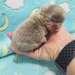 Lilac tri - Chocolate blue male Chihuahua puppy in Richmond, Virginia from Breens