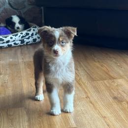 Snickers-Rtm1 - Red tri-color male Australian Shepherd puppy in Chehalis, Washington from Wandering Acres Ranch