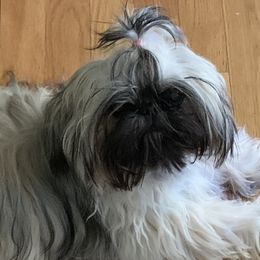 PBF - Shih Tzu