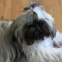 PBF - Shih Tzu
