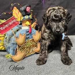 Maple - Brindle male Poodle puppy in Mancelona, Michigan from Lavender poodles & doodles