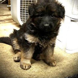 Girl 2 - Black and red female German Shepherd puppy in Puyallup, Washington from Majestic Royal German Shepherd’s