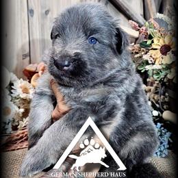 Appollo - Blue male German Shepherd puppy in Sequim, Washington from German Shepherd Haus