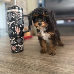 Cavapoo Puppies from AZ Cavapoos