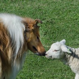 Collies from Kelstrin Collies