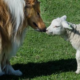 Collies from Kelstrin Collies