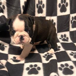 Baby Girl - Brindle and white female Boston Terrier puppy in West Liberty, Kentucky from 3B Kennels-Beth’s Best Boston’s
