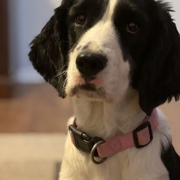 Clara - English Springer Spaniel