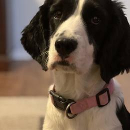 Clara - English Springer Spaniel