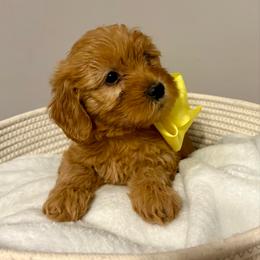Daisy - Apricot female Goldendoodle puppy in Dayton, Tennessee from MK Goldendoodles